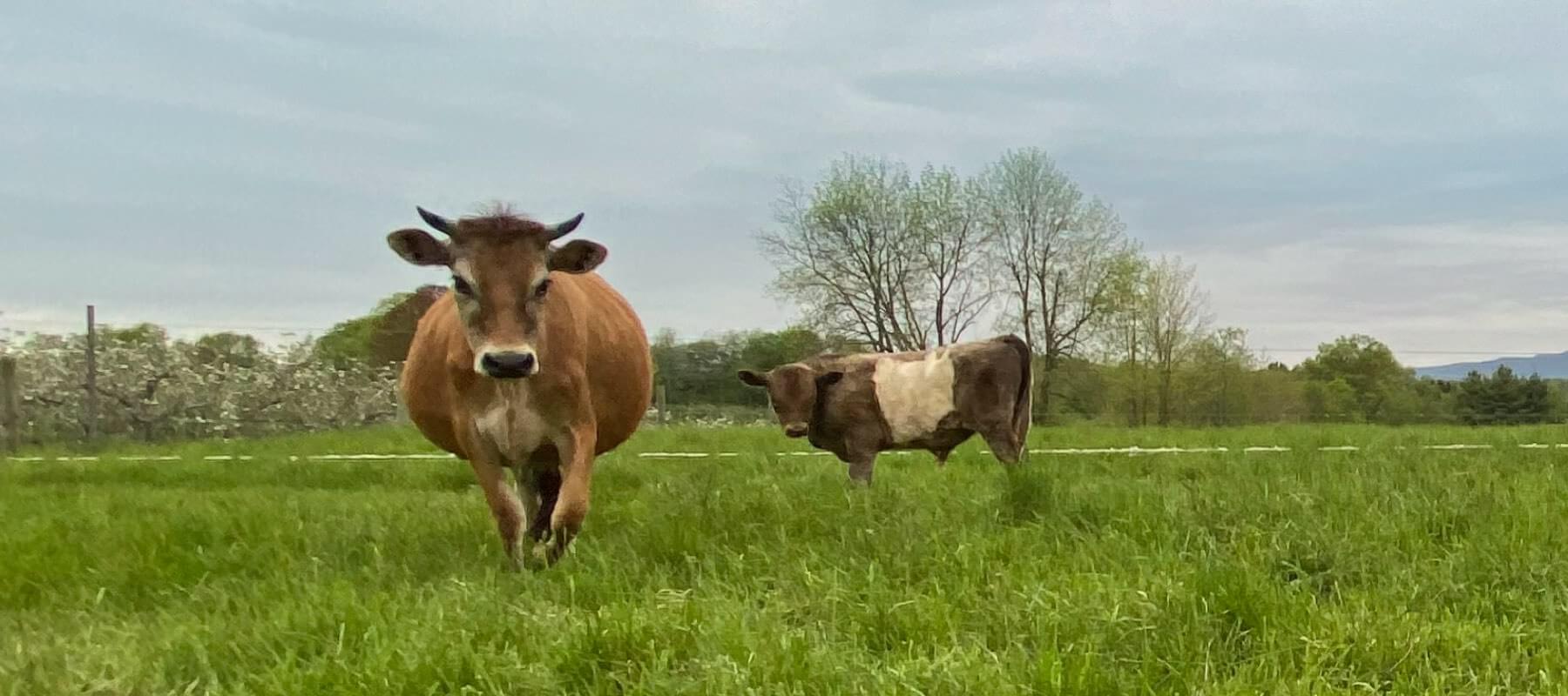 Grass-Fed vs. Grain-Fed Beef: What's the Difference? - Karl Family Farms