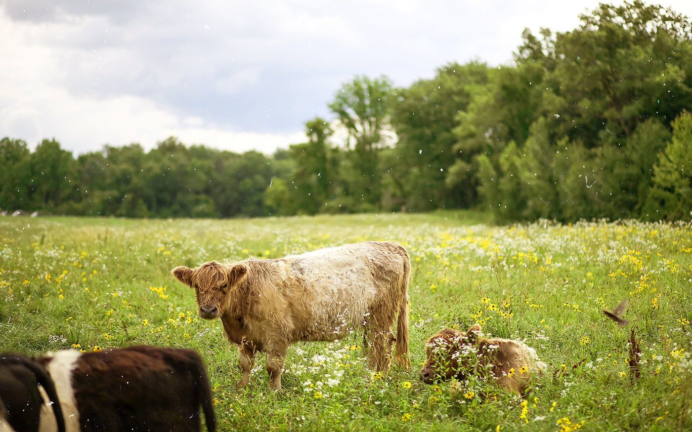 Grass-Fed vs. Grain-Fed Beef: What's the Difference? - Karl Family Farms